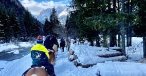 horse walking val di fassa